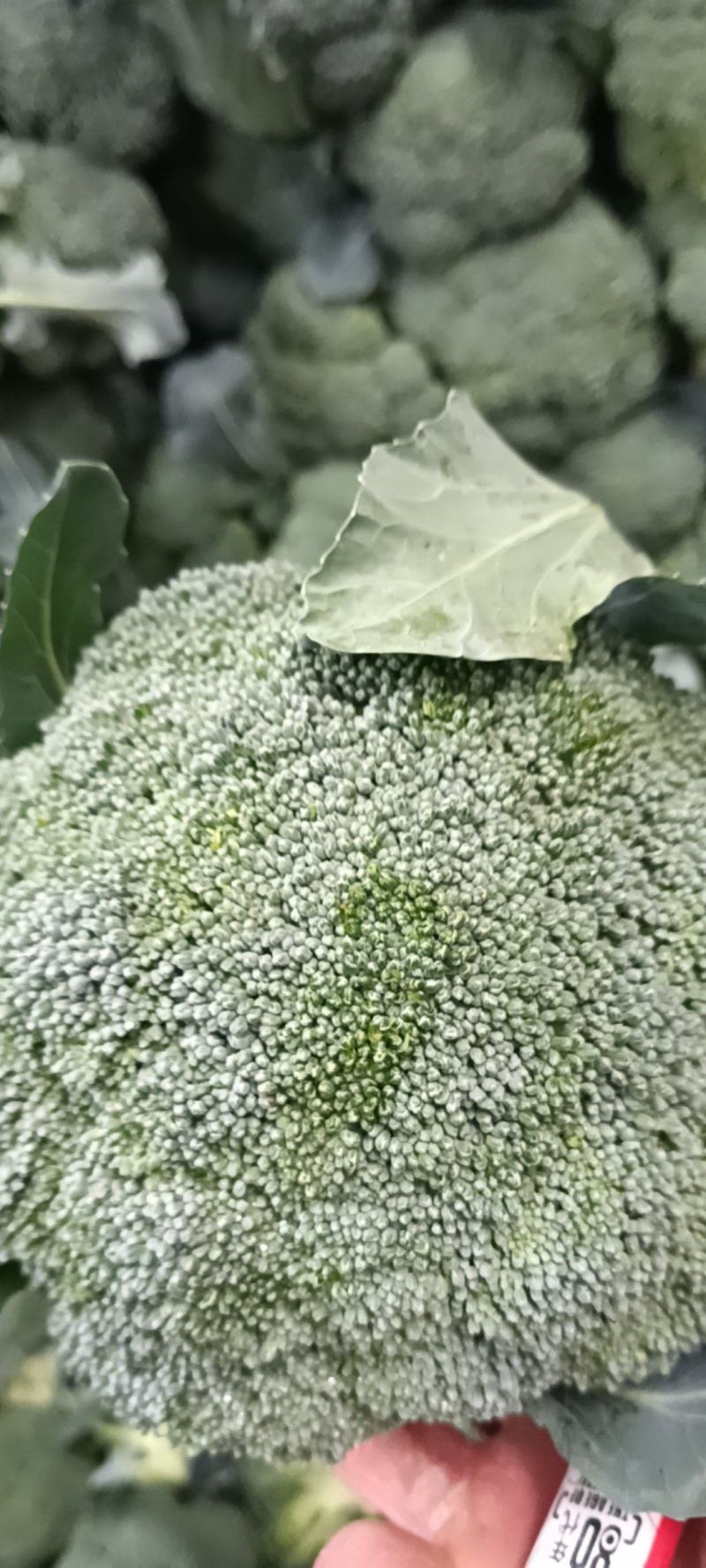 耐寒优秀西兰花