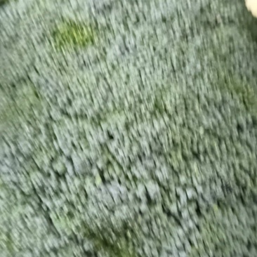 耐寒优秀西兰花