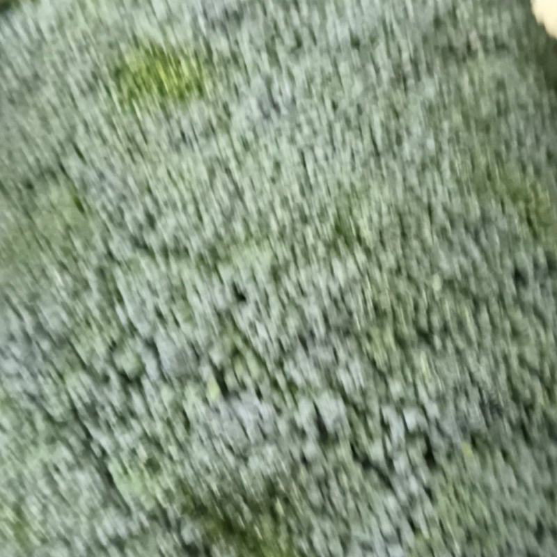 耐寒优秀西兰花