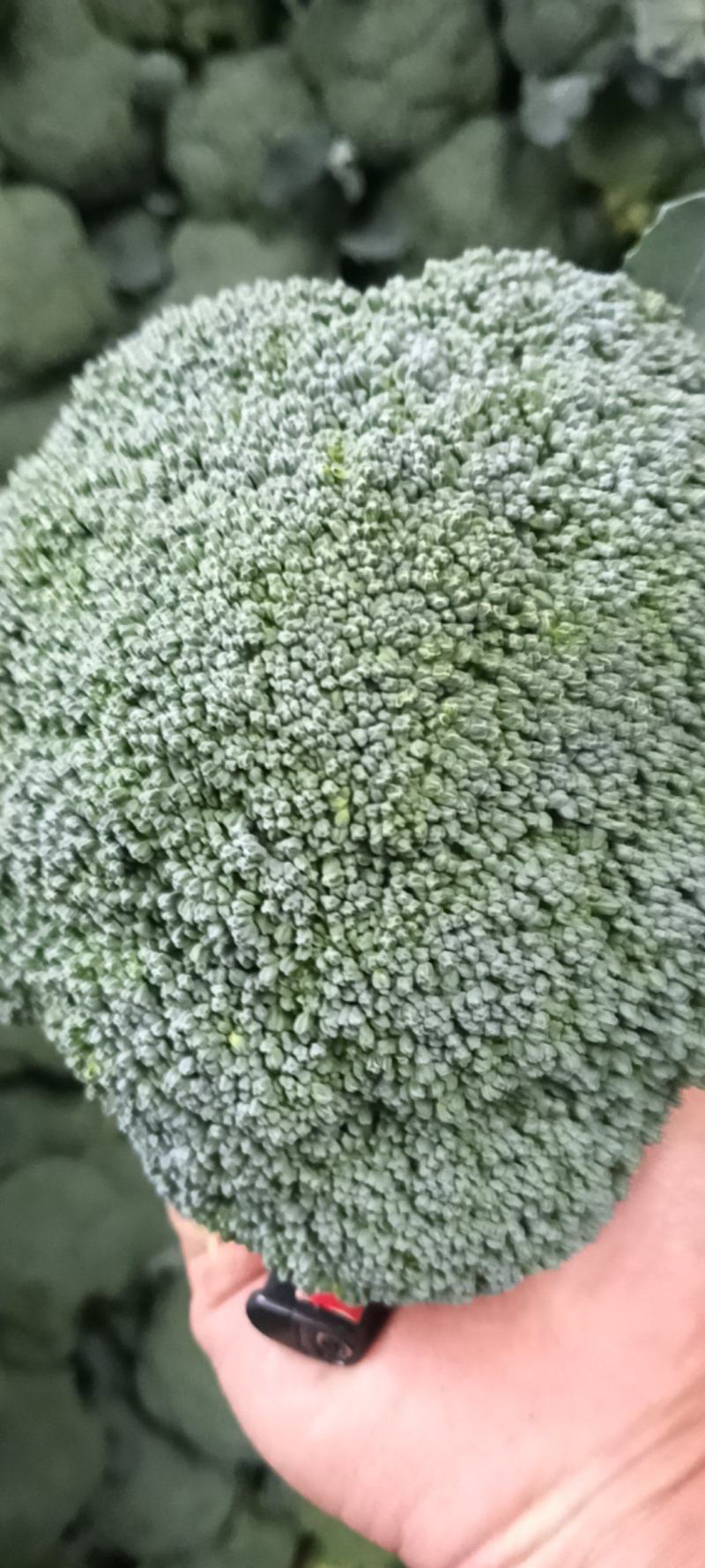耐寒优秀西兰花
