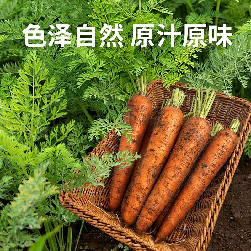 【热卖】带樱红胡萝卜、水洗、干货大量供应欢迎老板订购
