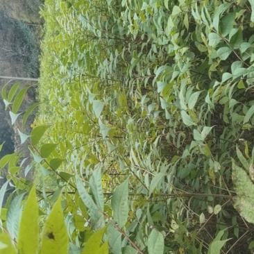 黄柏苗（厚皮黄柏）规格齐全大量现货