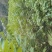 黄柏苗（厚皮黄柏）规格齐全大量现货