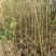 山桐子苗