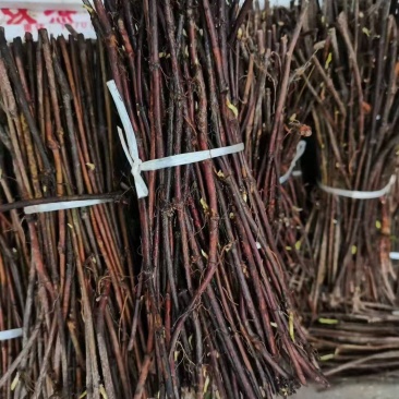何首乌苗，投资小，效益高，，成活率高，种植简单易管理