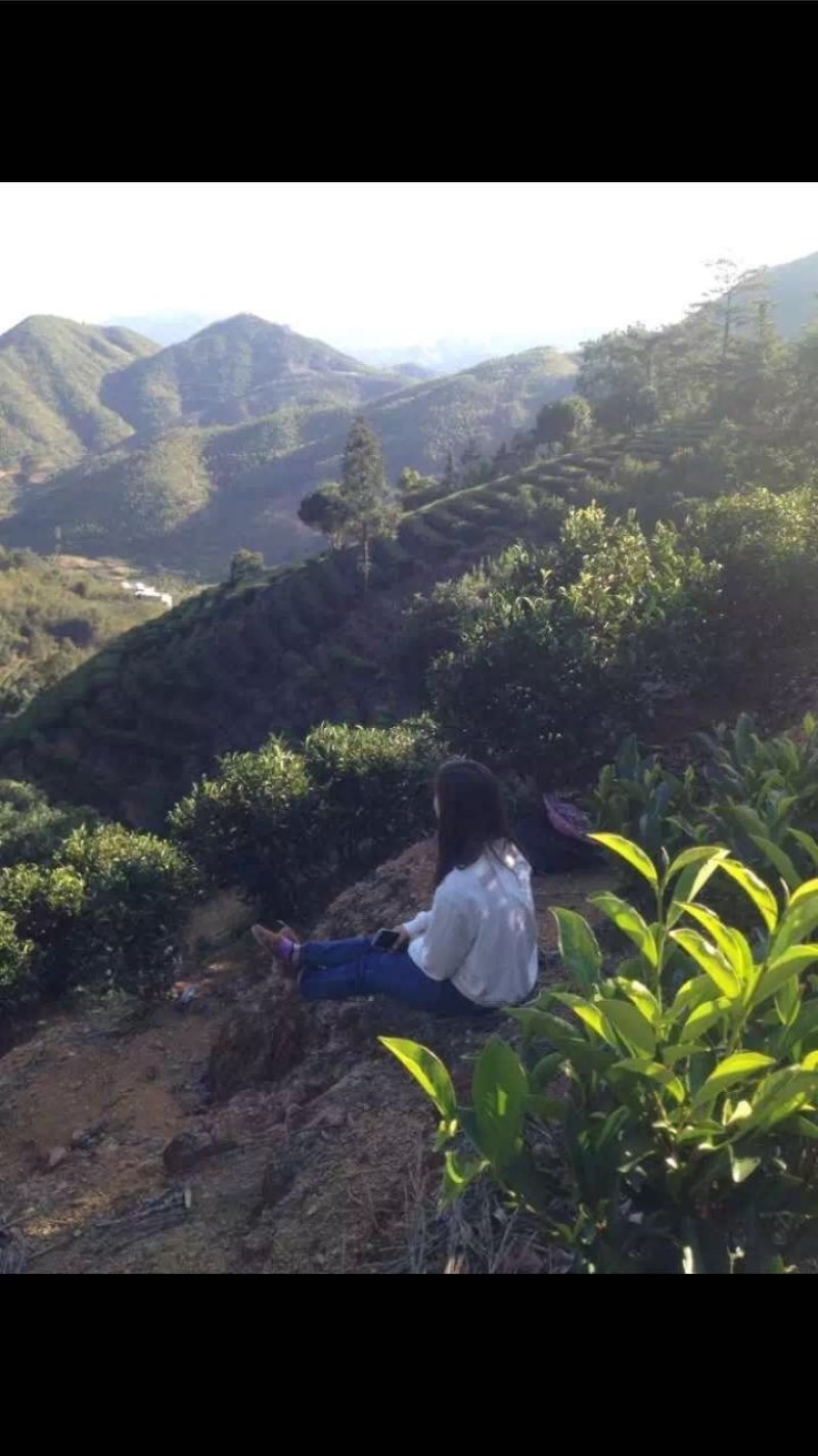 凤凰山单枞茶，