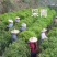 凤凰山单枞茶，