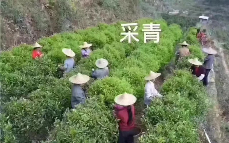 凤凰山单枞茶，