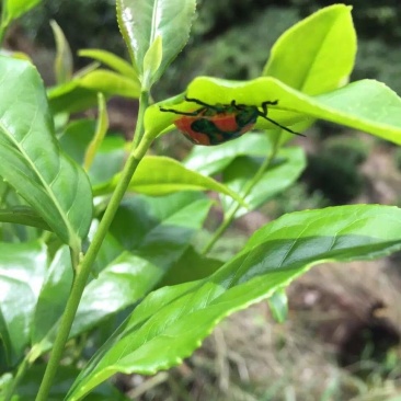 凤凰山单枞茶，