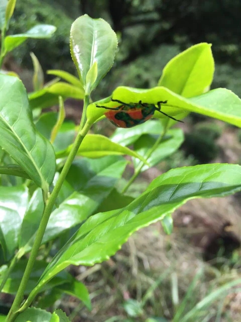 凤凰山单枞茶，