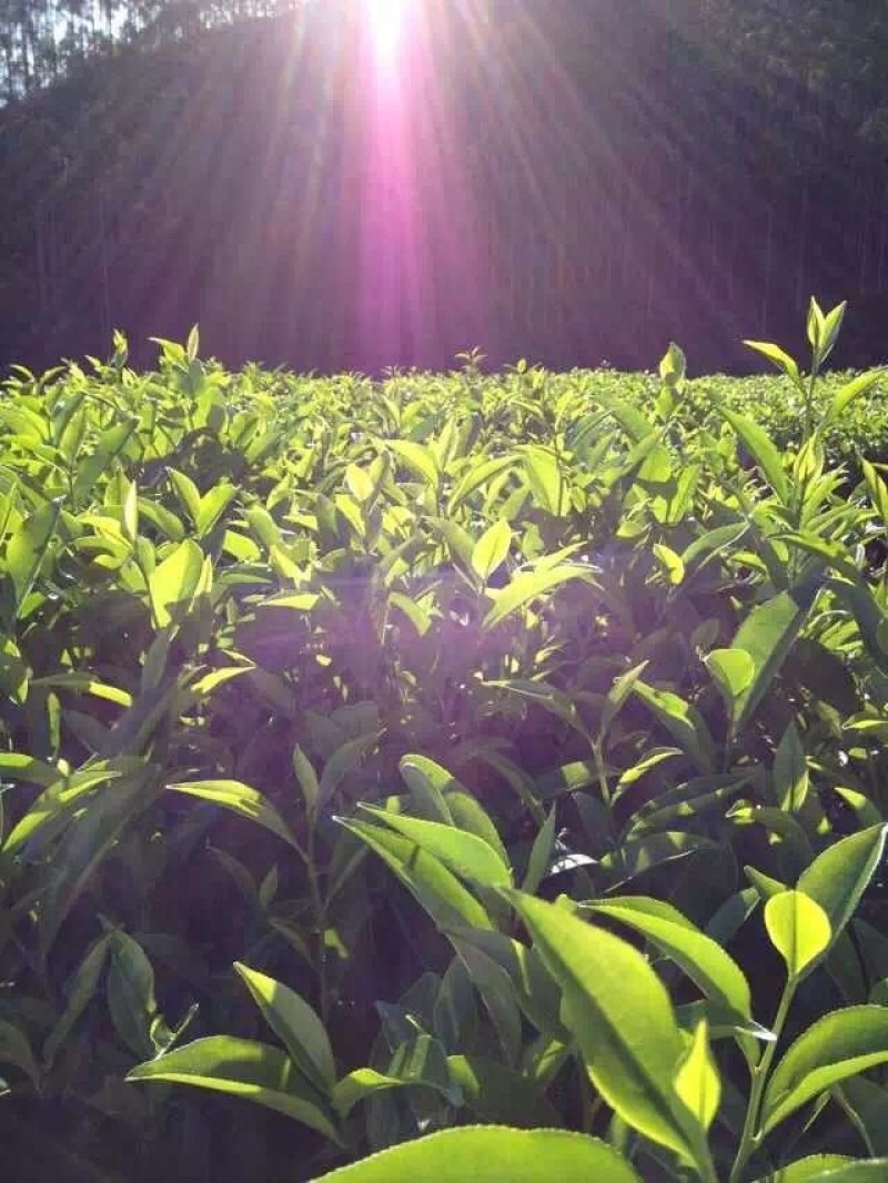 凤凰山单枞茶，