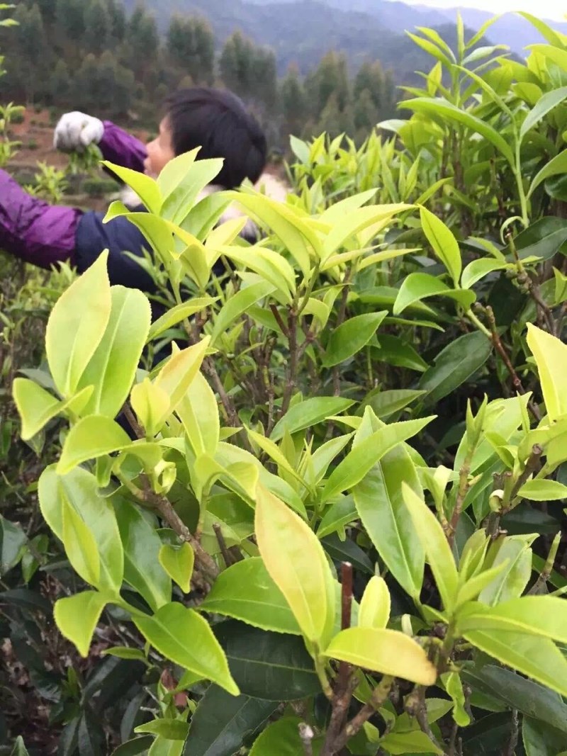 凤凰山单枞茶，