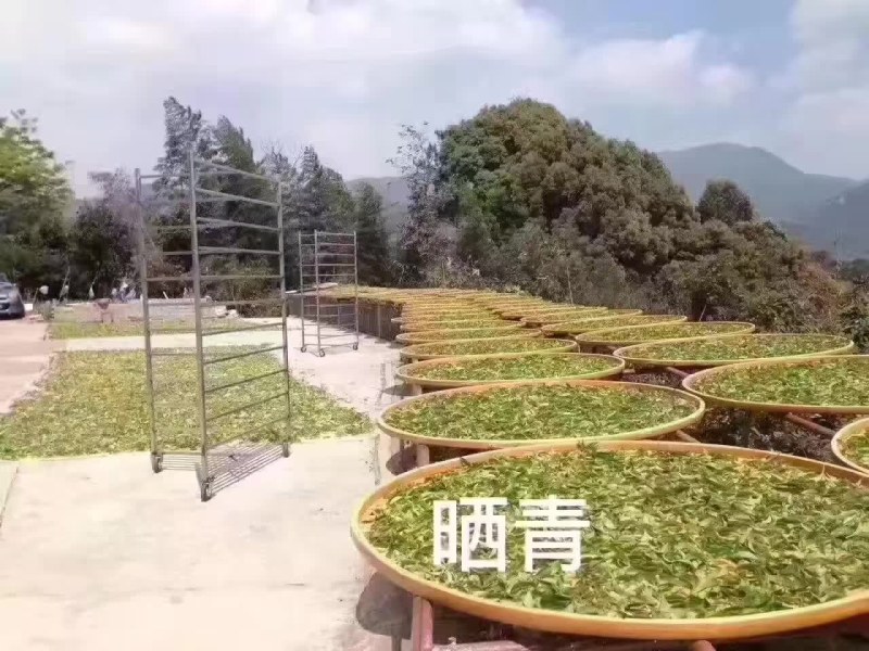 凤凰山单枞茶，