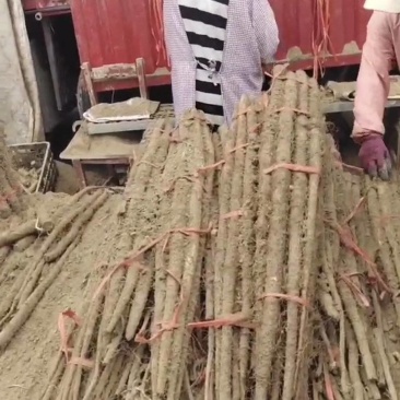铁棍山药