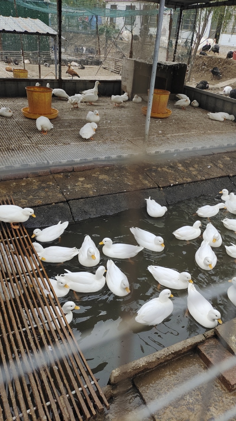 萌宠柯尔鸭活体出售柯尔鸭柯尔鸭价格低质量好