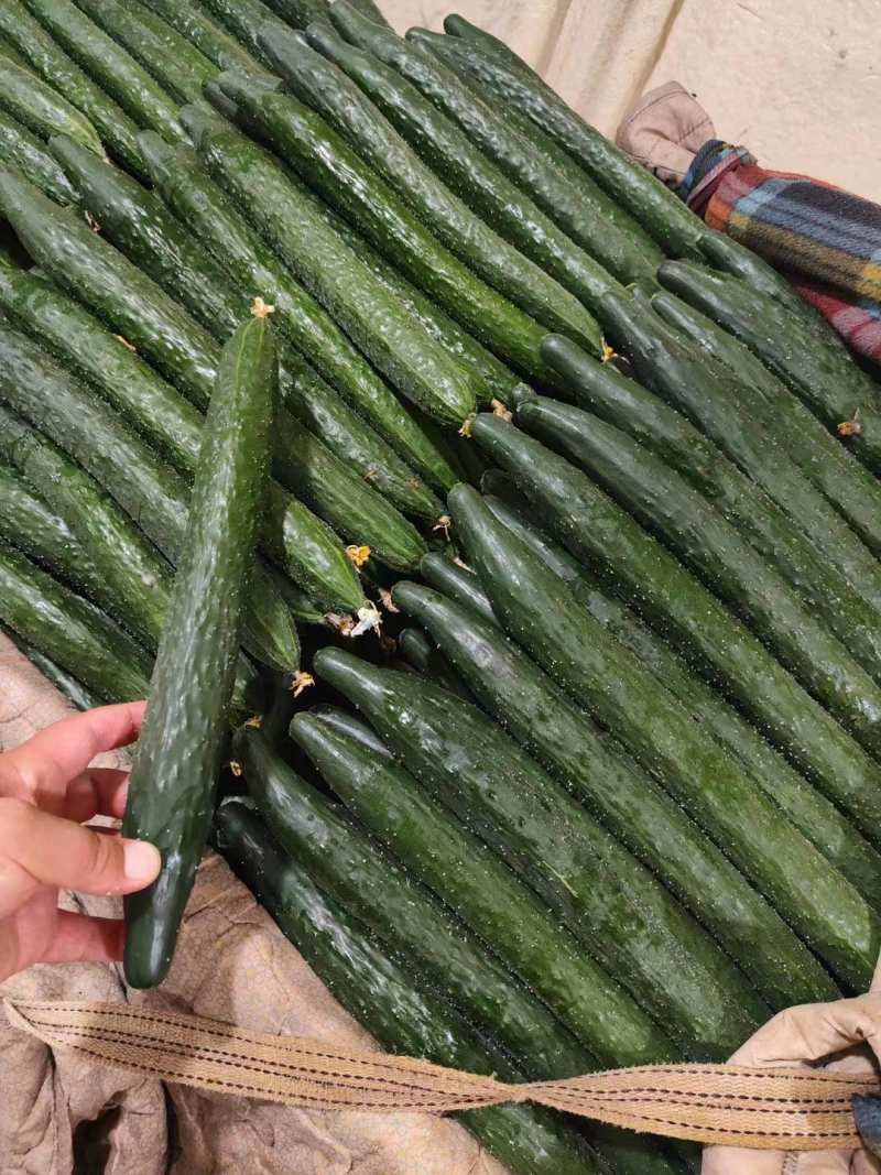 密刺黄瓜精品黄瓜产地直发质量保证对接商超市场社区等