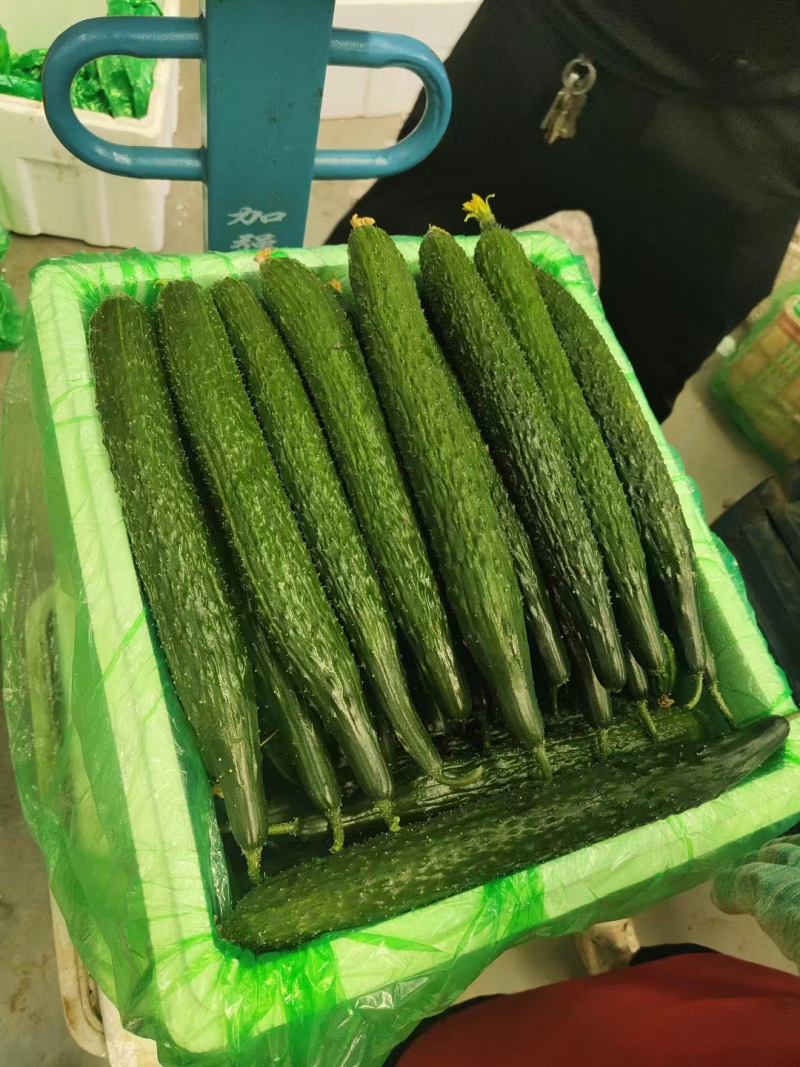 密刺黄瓜精品黄瓜产地直发质量保证对接商超市场社区等