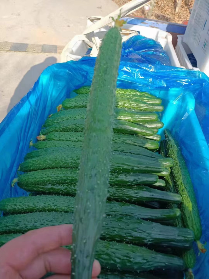 密刺黄瓜精品黄瓜产地直发质量保证对接商超市场社区等