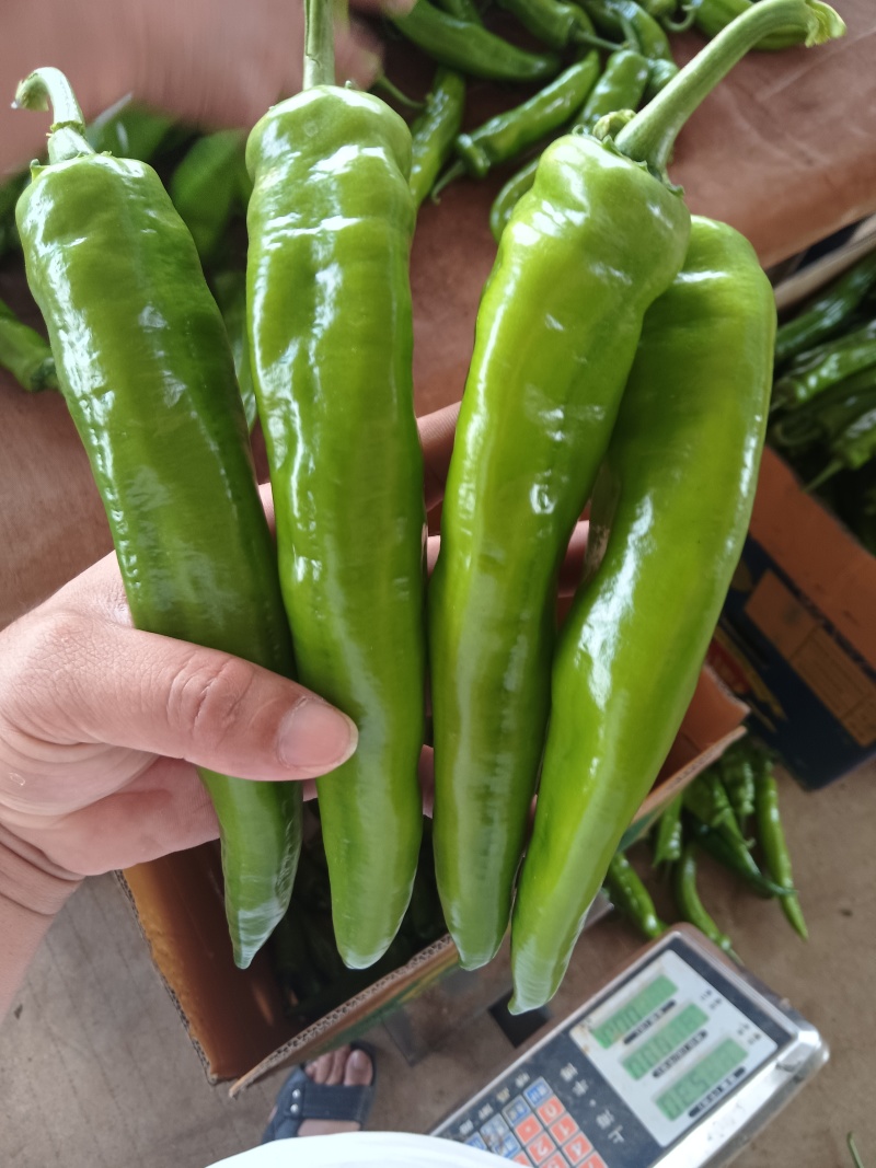 广东湛江鲜辣椒，青皮尖椒，羊角椒，尖椒，青尖椒欢迎来电咨