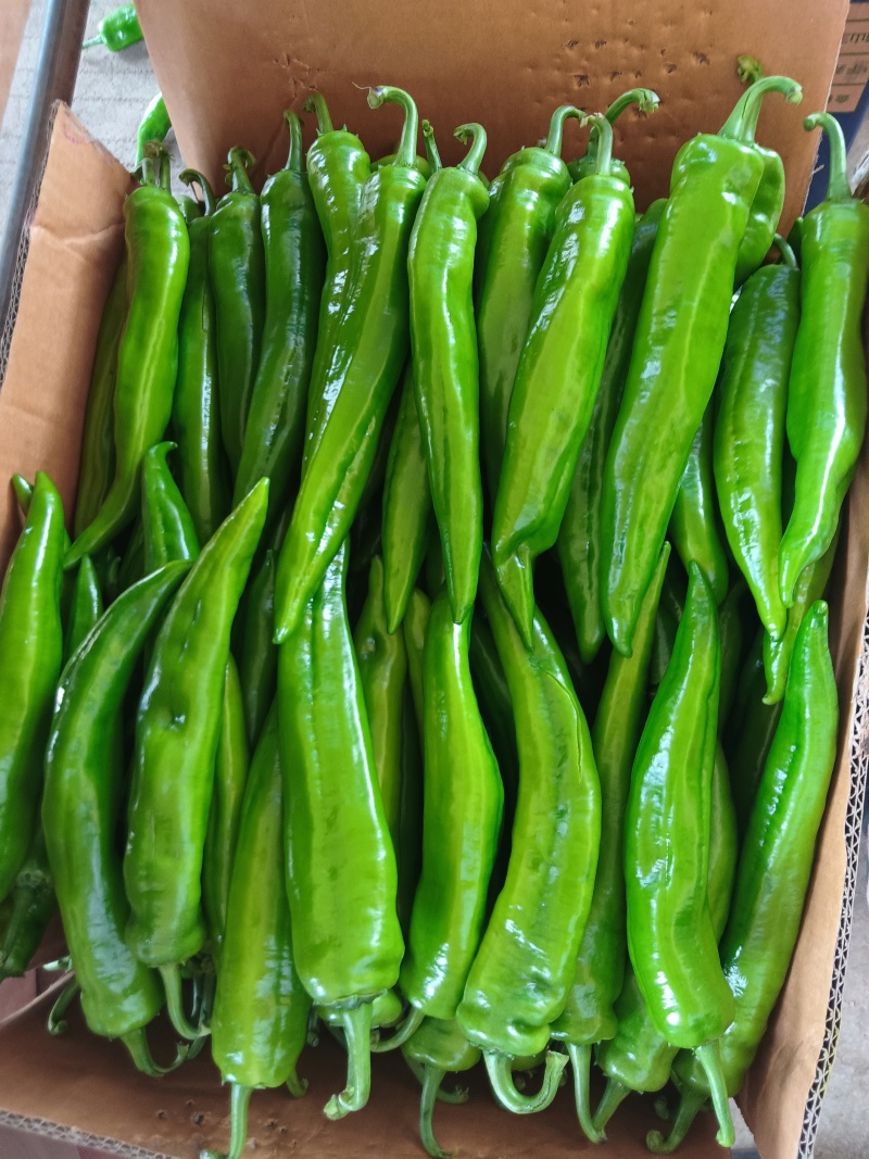 广东湛江鲜辣椒，青皮尖椒，羊角椒，尖椒，青尖椒欢迎来电咨
