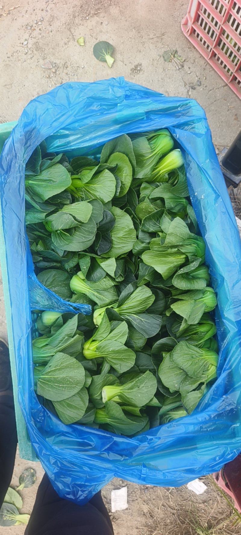 精品上海青，大棚里无黄叶无虫眼