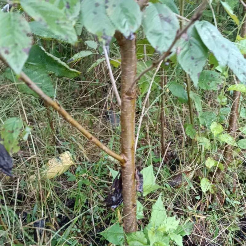 鸡心樱桃树苗，基地直发，品质保证，可视频看货，价格可谈
