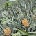云南高原菠萝香水菠萝新鲜菠萝产地一手货源代发全国市场