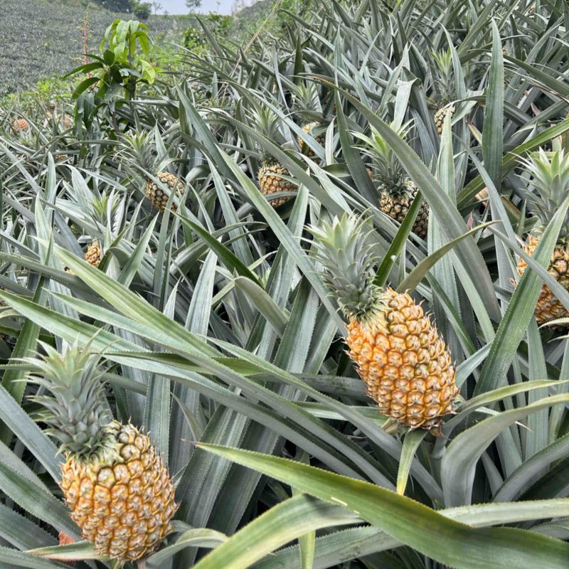 云南高原菠萝香水菠萝新鲜菠萝产地一手货源代发全国市场