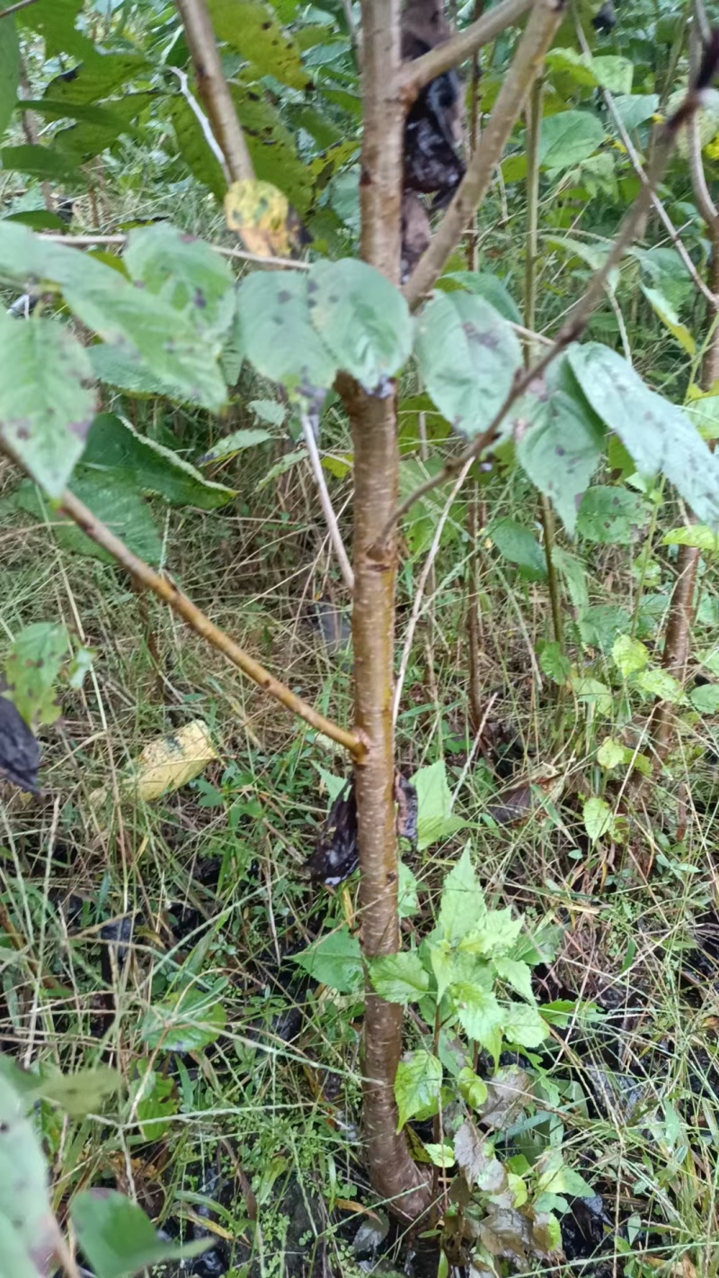 鸡心樱桃树苗，基地直发，品质保证，可视频看货，价格可谈