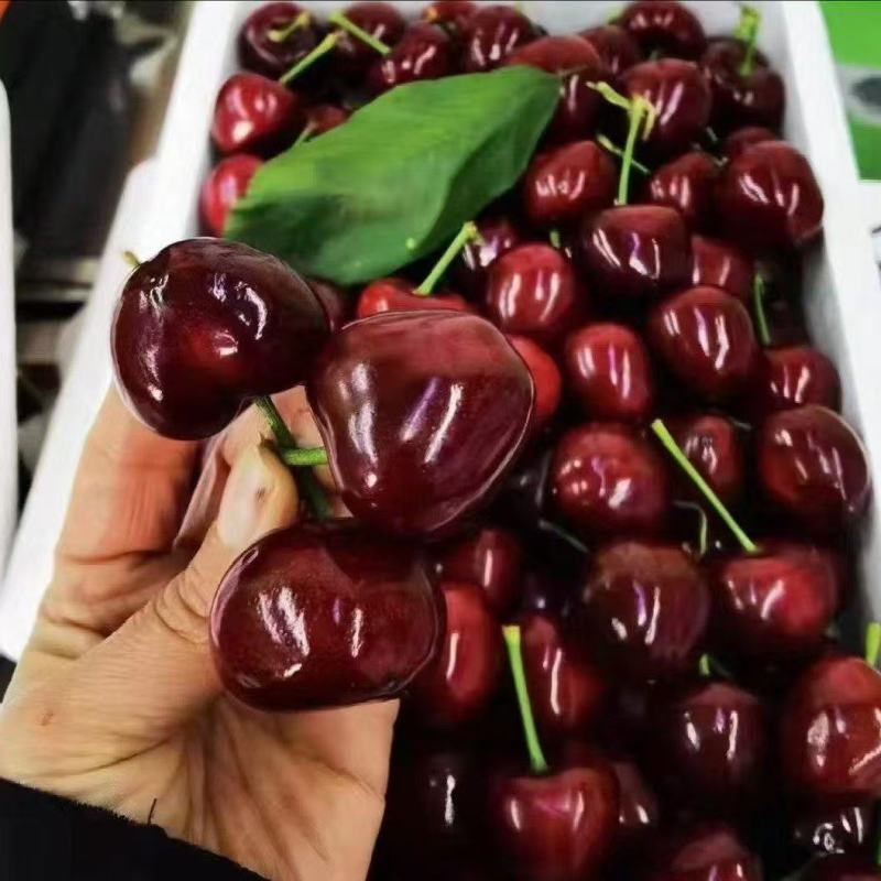 鸡心樱桃树苗，基地直发，品质保证，可视频看货，价格可谈