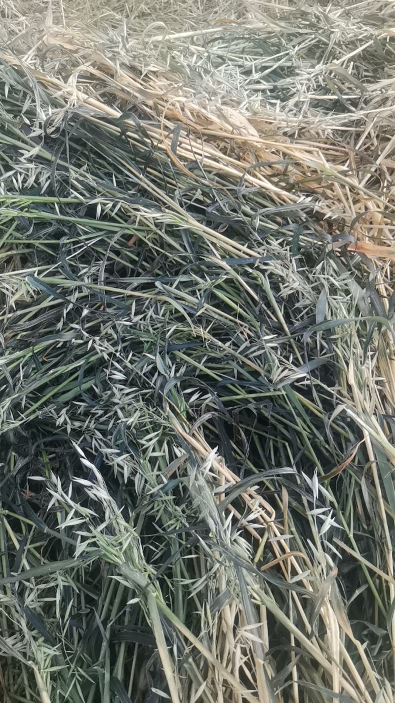 山丹军马场燕麦草大量走货量大从优服务好产品好欢迎进店