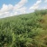 山丹军马场燕麦草大量走货量大从优服务好产品好欢迎进店