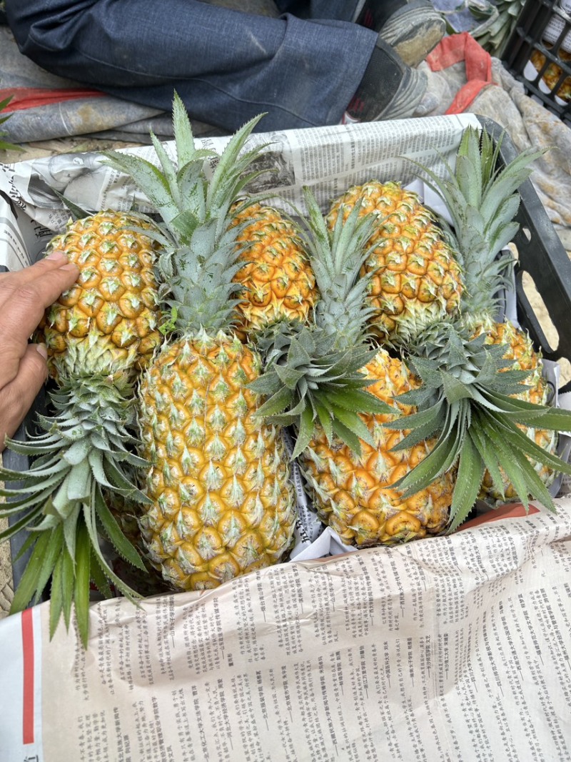 云南高原菠萝香水菠萝新鲜菠萝产地一手货源代发全国市场