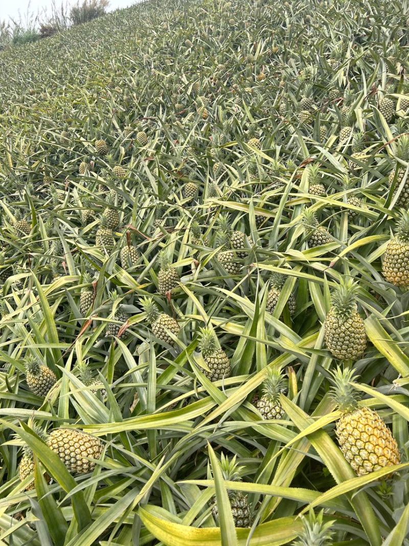 云南高原菠萝香水菠萝新鲜菠萝产地一手货源代发全国市场