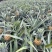 云南高原菠萝香水菠萝新鲜菠萝产地一手货源代发全国市场