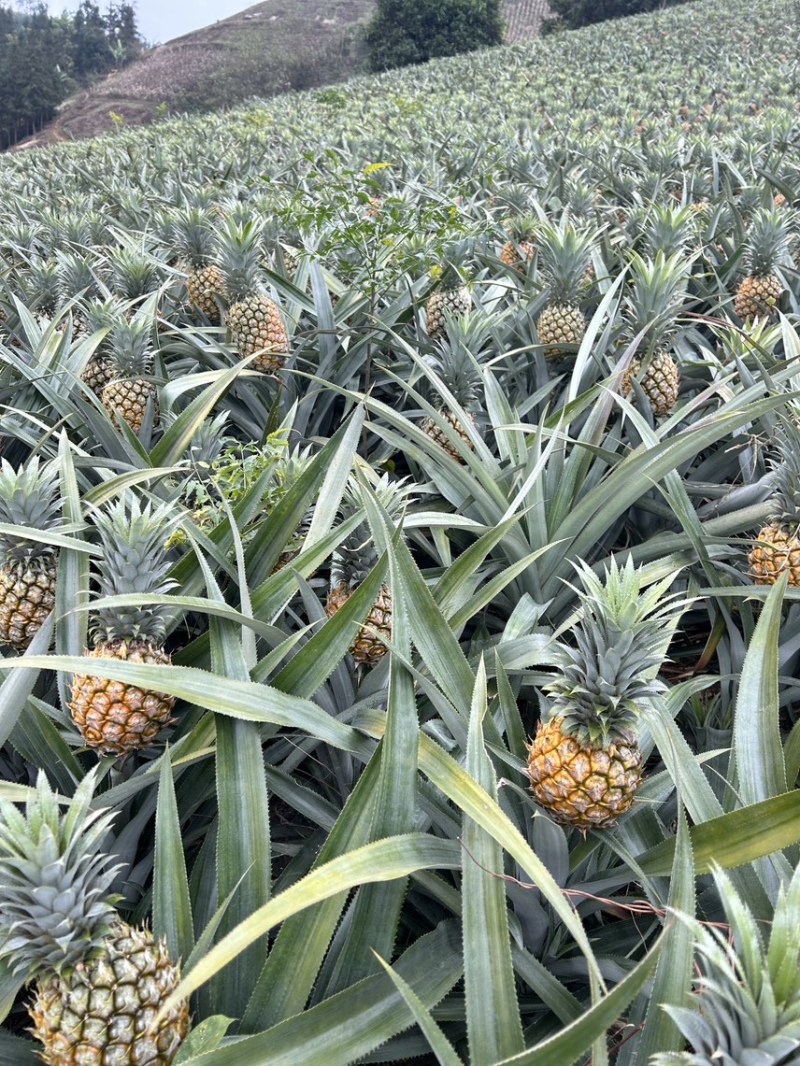 云南高原菠萝香水菠萝新鲜菠萝产地一手货源代发全国市场