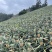云南高原菠萝香水菠萝新鲜菠萝产地一手货源代发全国市场