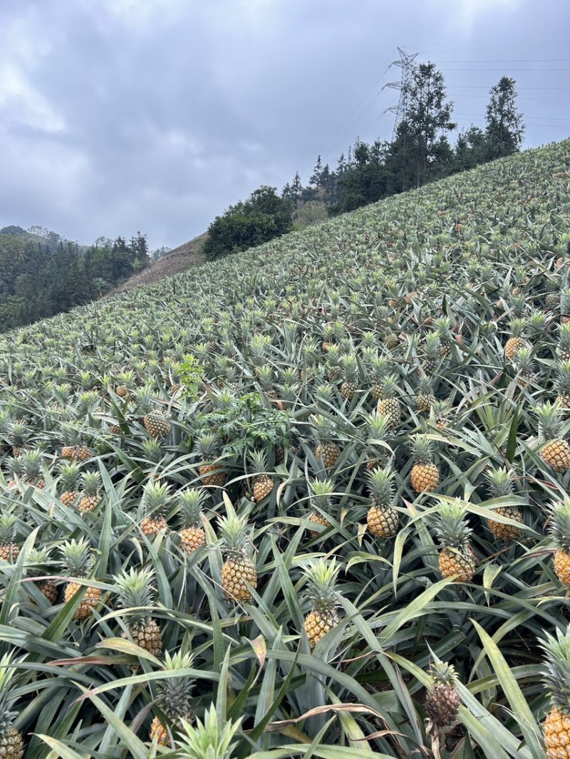 云南高原菠萝香水菠萝新鲜菠萝产地一手货源代发全国市场