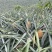 云南高原菠萝香水菠萝新鲜菠萝产地一手货源代发全国市场