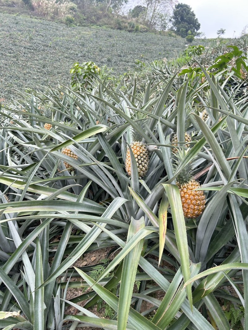 云南高原菠萝香水菠萝新鲜菠萝产地一手货源代发全国市场