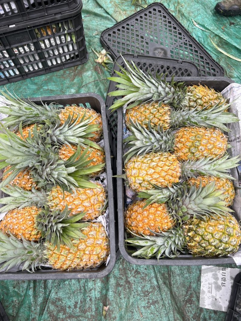 云南高原菠萝香水菠萝新鲜菠萝产地一手货源代发全国市场