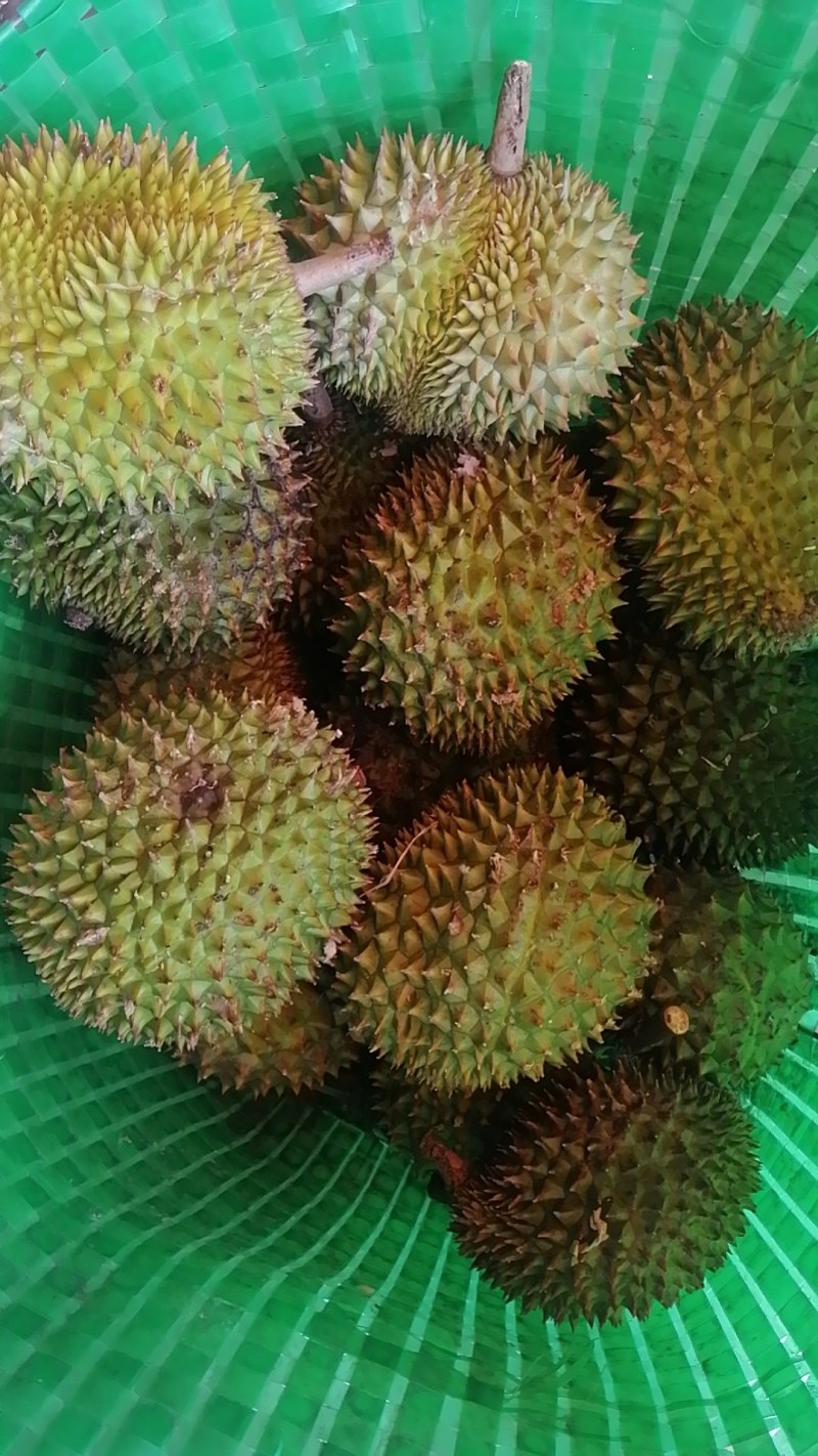 榴莲