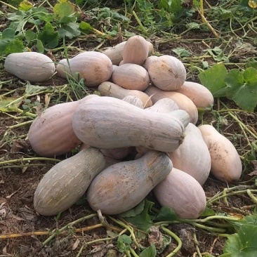 蜜本南瓜，湖北恩施的南瓜，天然含硒