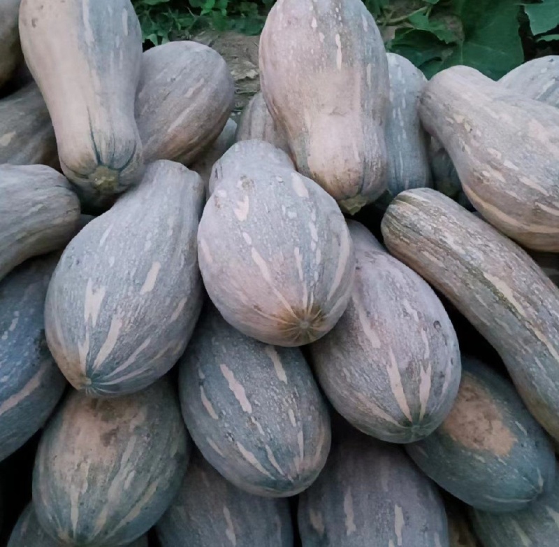 蜜本南瓜，湖北恩施的南瓜，天然含硒