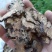 川芎/川芎片/精选好货/批发兼零售，量大可商议，全国包邮