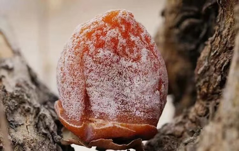 富平柿饼预售