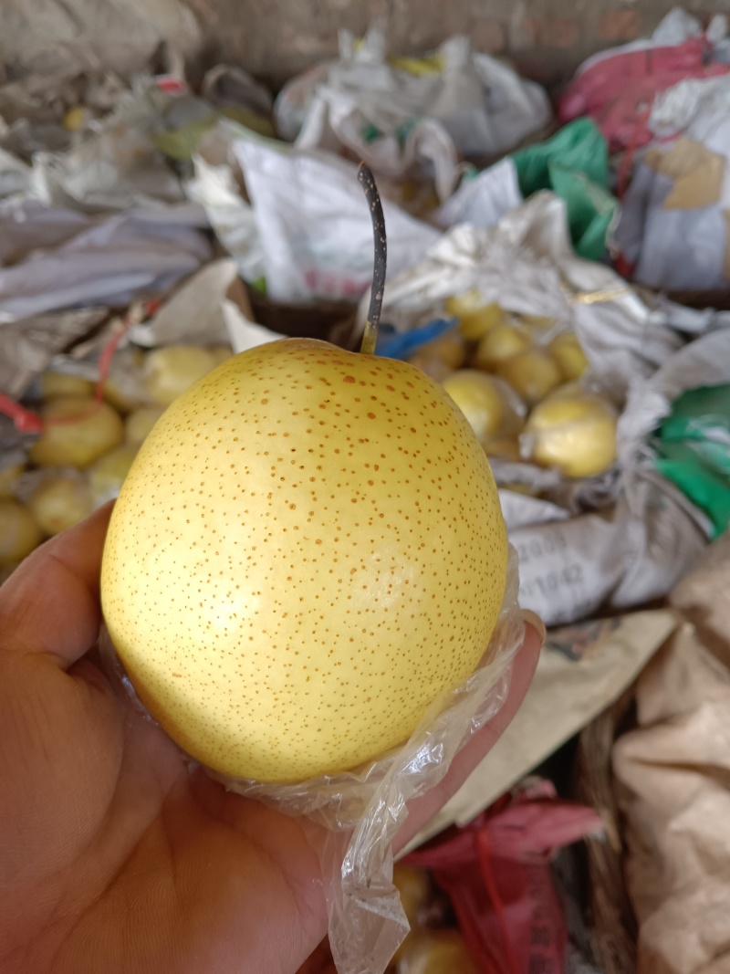 雪花梨