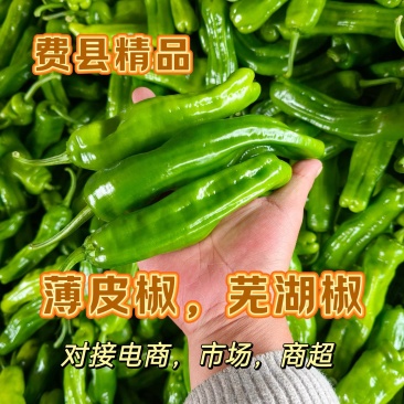 费县精品，薄皮椒，芜湖椒，大量上市中，品质好，性价比高。