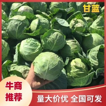 那首推精品。河北永年本地甘蓝中甘甘蓝.1---1.5公斤