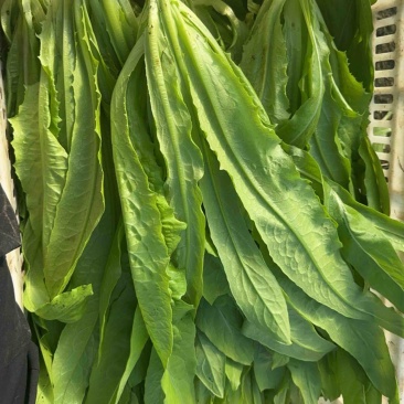 精品翠叶油麦菜
